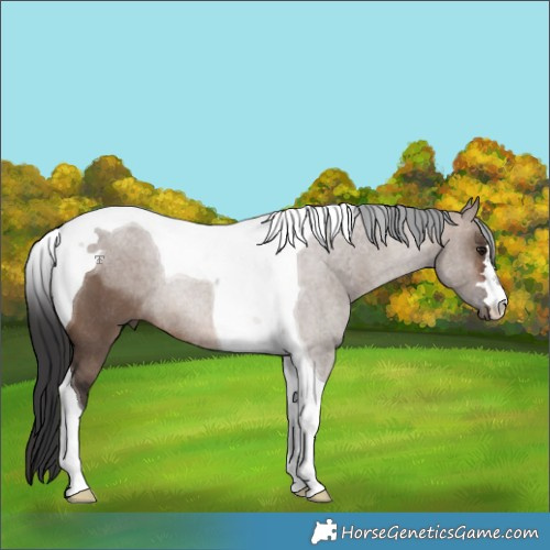 Horse Color:Brown Dun Tobiano Rabicano 