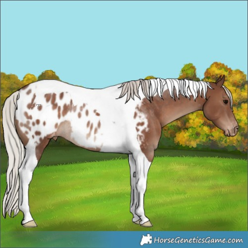 Horse Color:Silver Black Tobiano Appaloosa Rabicano 