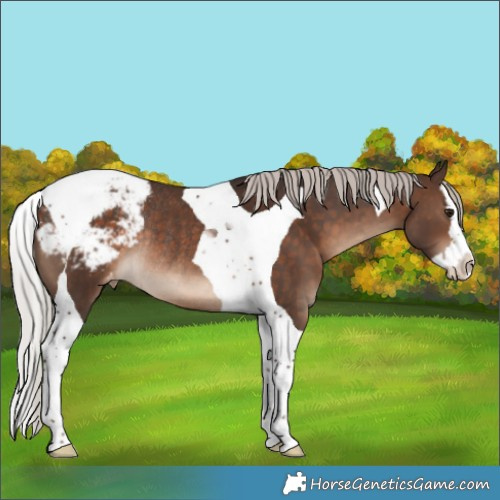 Horse Color:Silver Brown Splash Tobiano Snowcap Rabicano 