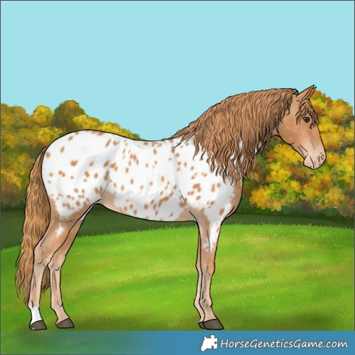 Horse Color:Chestnut Appaloosa