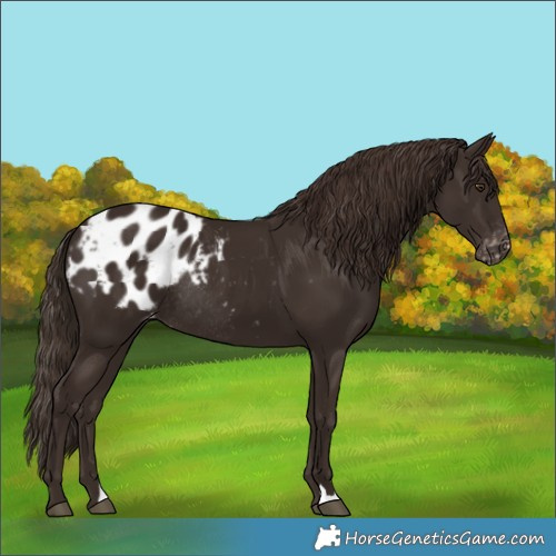 Horse Color:Liver Chestnut Appaloosa Rabicano 