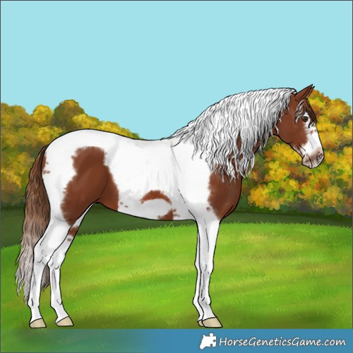 Horse Color:Chestnut Splash Tobiano Frame 