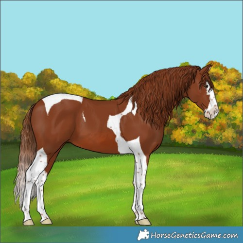 Horse Color:Chestnut Splash Tobiano 