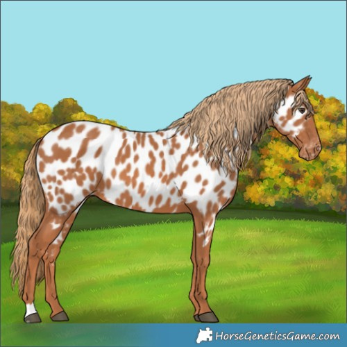 Horse Color:Chestnut Appaloosa