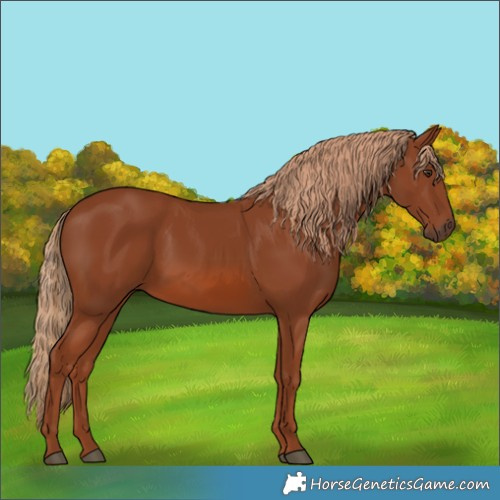 Horse Color:Chestnut 