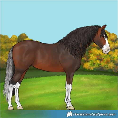 Horse Color:Bay Splash
