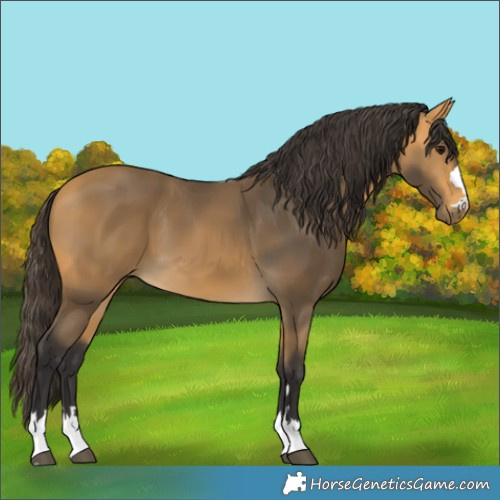 Horse Color:Buckskin 