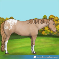 Horse Color:Black Pearl Tobiano Appaloosa
