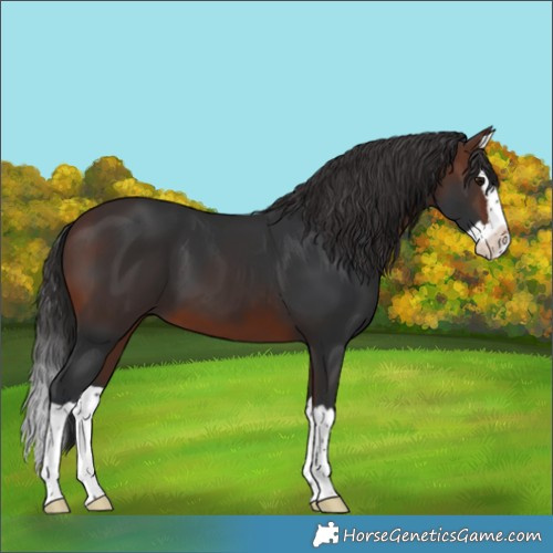 Horse Color:Brown Splash 