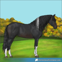 Horse Color:Brown Tobiano 