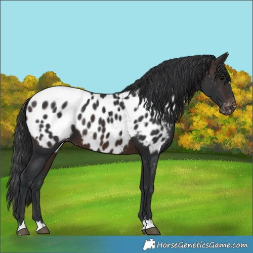 Horse Color:Brown Appaloosa 