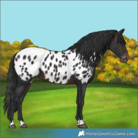 Horse Color:Brown Near Leopard 