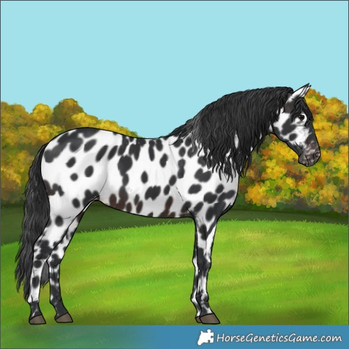 Horse Color:Brown Appaloosa 