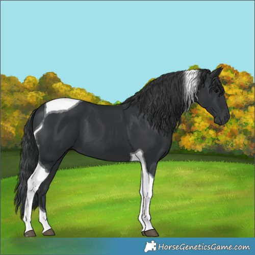 Horse Color:Black Tobiano 