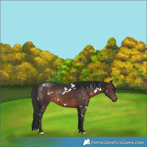 Horse Color:White Spotted Brown 
