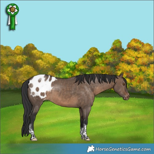 Horse Color:Brown Dun Tobiano Appaloosa