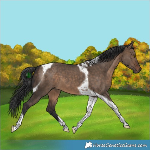 Horse Color:Brown Dun Tobiano
