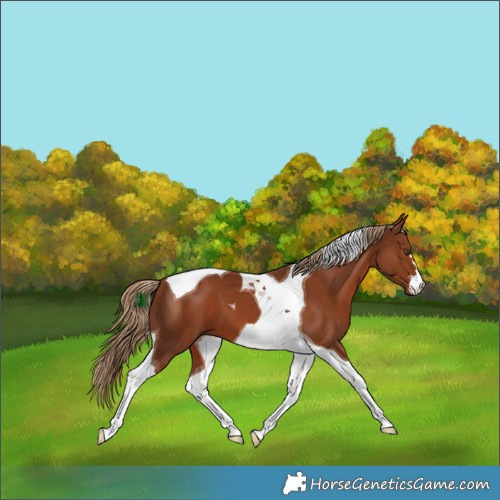 Horse Color:Chestnut Tobiano 