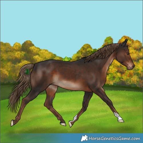 Horse Color:Liver Chestnut