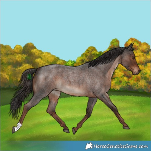 Horse Color:Liver Red Roan 