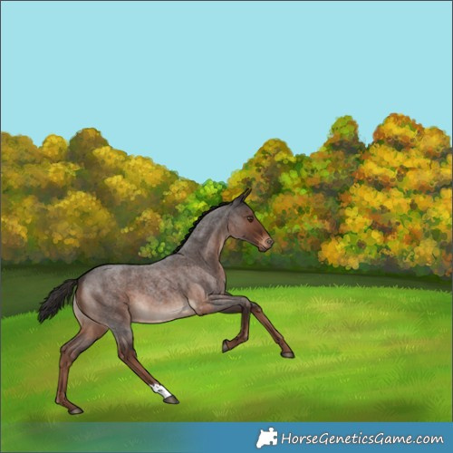 Horse Color:Liver Red Roan