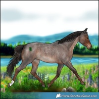 Horse Color:Liver Red Roan 