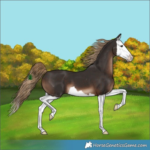Horse Color:Liver Chestnut Splash 