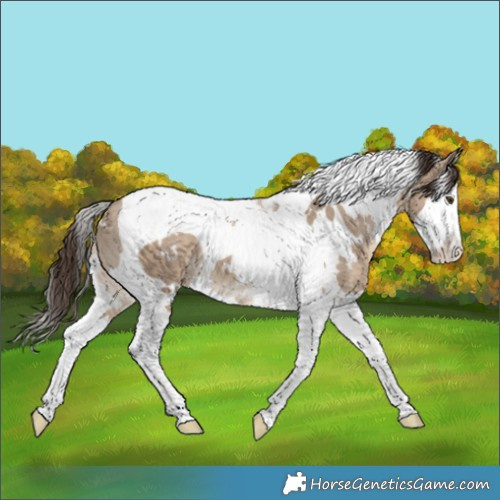Horse Color:White Spotted Liver Red Dun Splash Tobiano 