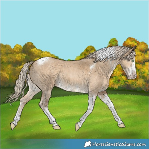 Horse Color:Chocolate Palomino Dun Sabino Tobiano 