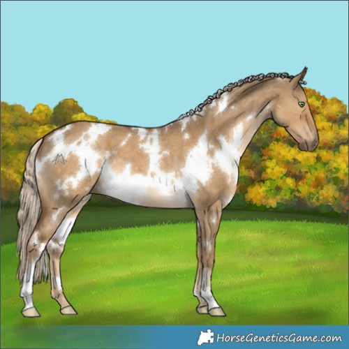 Horse Color:White Spotted Chocolate Palomino Dun