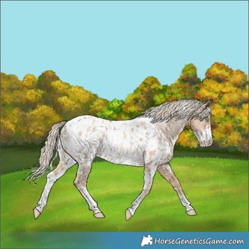 Horse Color:White Spotted Chocolate Palomino Pearl Dun Sabino Appaloosa 