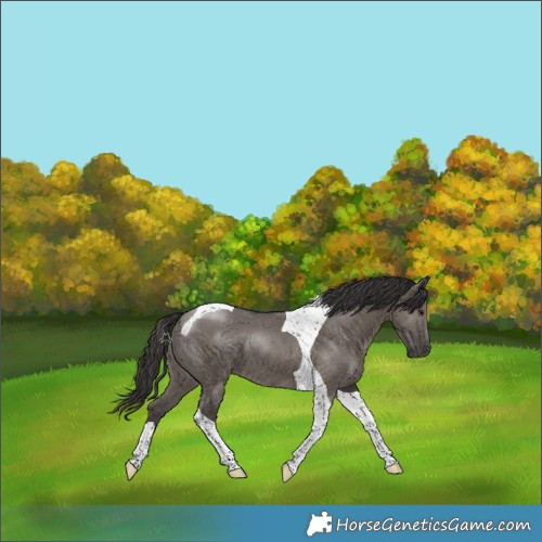 Horse Color:Smoky Grullo Tobiano