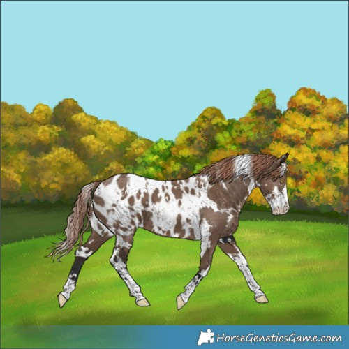 Horse Color:White Spotted Liver Red Dun Sabino Appaloosa