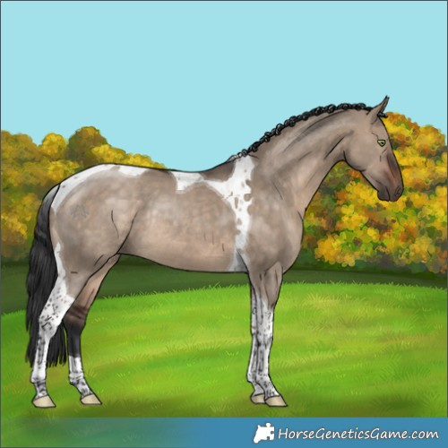Horse Color:Brown Dun Tobiano Rabicano 