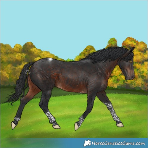 Horse Color:Brown Tobiano 