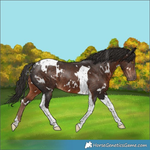 Horse Color:White Spotted Liver Chestnut Tobiano Rabicano