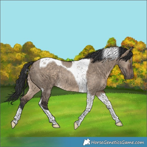 Horse Color:Brown Dun Tobiano Rabicano
