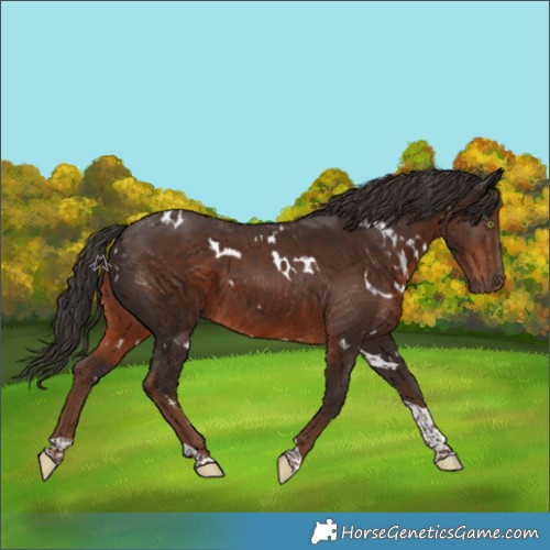 Horse Color:White Spotted Liver Chestnut Tobiano