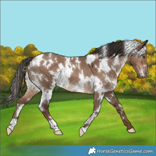 Horse Color:White Spotted Liver Red Dun 
