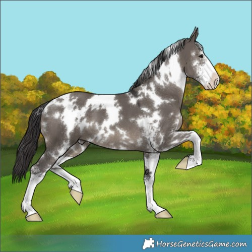 Horse Color:White Spotted Smoky Grullo Sabino