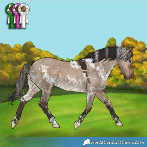 Horse Color:White Spotted Brown Dun