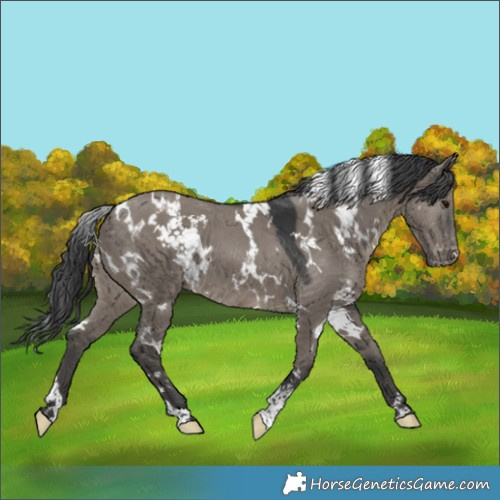 Horse Color:White Spotted Grullo Appaloosa 