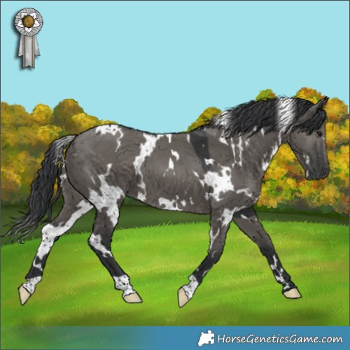 Horse Color:White Spotted Grullo