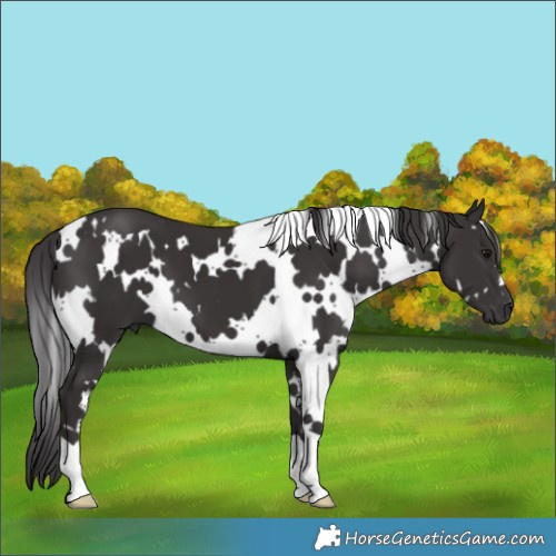Horse Color:White Spotted Smoky Black 