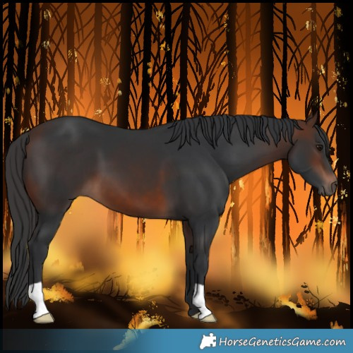 Horse Color:Brown 