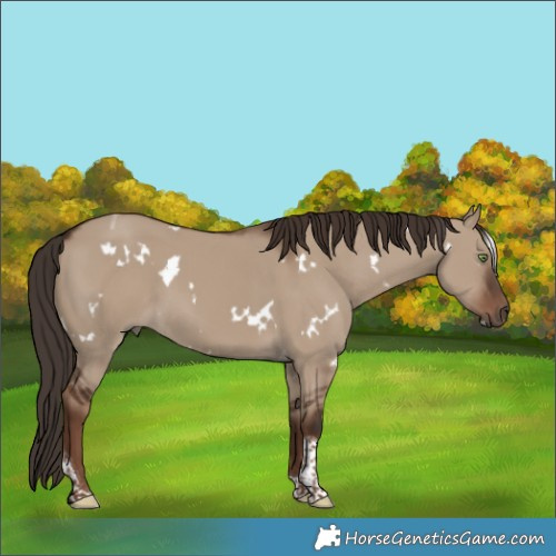 Horse Color:White Spotted Liver Red Dun Tobiano 