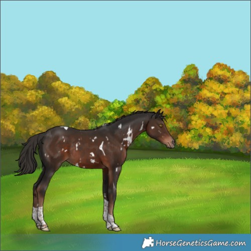 Horse Color:White Spotted Liver Chestnut Tobiano Rabicano