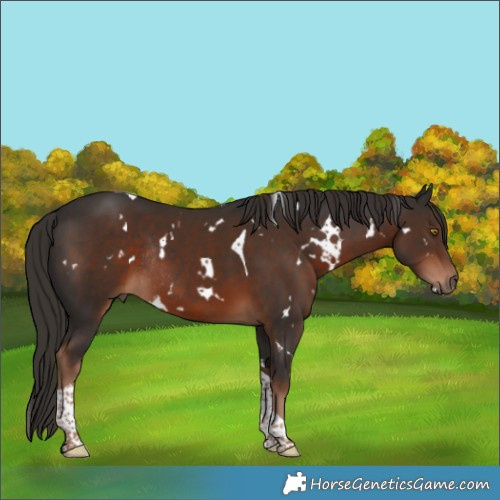 Horse Color:White Spotted Liver Chestnut Tobiano Rabicano
