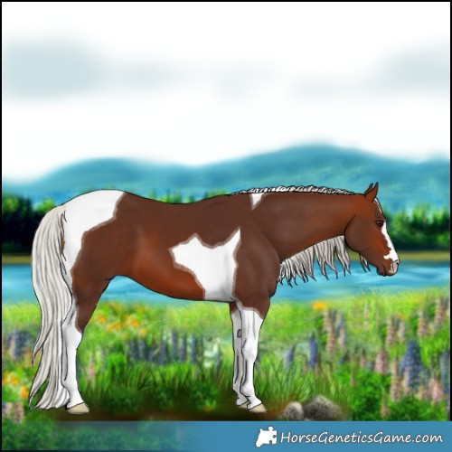 Horse Color:Silver Bay Tobiano