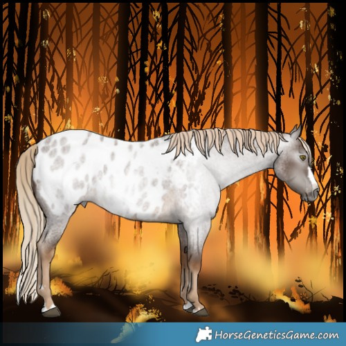 Horse Color:Gray Chocolate Palomino Roan Splash Blanket Rabicano 